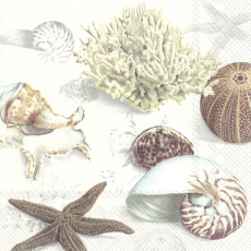 Meeresschätze, Muschel, Seestern, Seeigel, Koralle und Schnecke