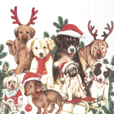 Hunde Weihnachten