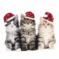 Drei niedliche Weihnachtskätzchen