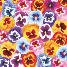 Bunter Stiefmütterchenteppich - Coloured pansy carpet - Tapis de pensée multicolore