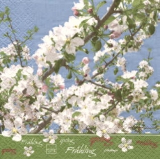 Obstbaumblüte - Spring blossom