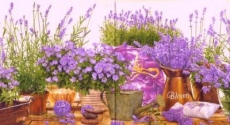 Lavendel & Glockenblumen lila - Lavender & bellflowers mauve - Lavande & campanules lilas