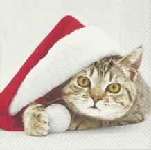 Weihnachtskatze - Santa Cat - chat de Noël
