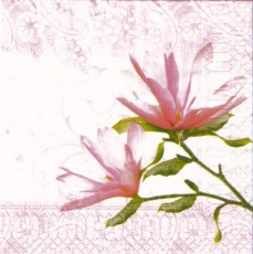 Magnolie rose
