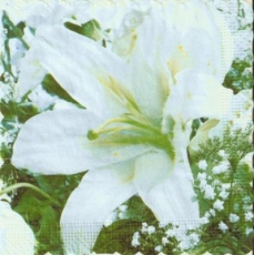 White flowers right