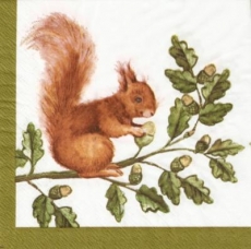 Eichhörnchen an einer Eichel - Squirrel & acorn