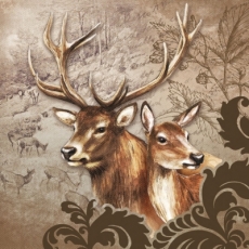 Rotwildpaar, Hirsch - Deer couple, stag - Cerf couple