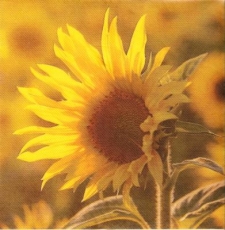 Sonnenblume - Sunflower - Tournesol