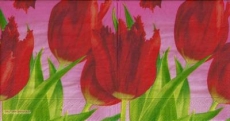 Exotische Tulpen - Exotic Tulips - Tulipes exotiques