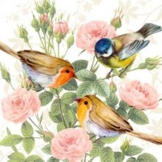 Vogeltrio, Rotkehlchen & Meise im Rosenstrauch - Bird trio in rose bush - Oiseau trio rosier