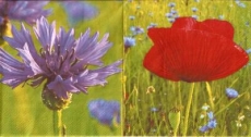 Kornblume & Mohnblume - Cornflower & Poppy - Bleuet & Coquelicot