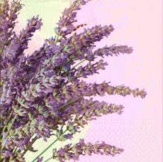 Duft von Lavendel - Scent of lavender - Parfum de la lavande
