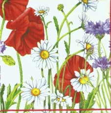 Blumenwiese mit Mohnblumen, Kornblumen & Margeriten -Spring meadow with poppies, cornflowers & daisies - Printemps pré avec des pavots, bleuets & marguerites