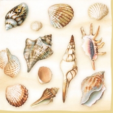 Schöne Muschelarten cream - Beautiful shell species - Belles espèces de moules