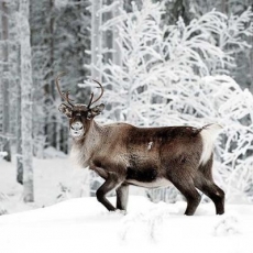 Rentier im Schnee - Reindeer in the snow - Renne dans la neige