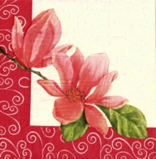 Wunderschöne Magnolie - Beautiful magnolia - Magnifique magnolia
