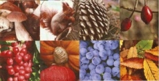 Eichhörnchen & wunderschöne Collage von herbstlichen Gaben - Squirrel & beautiful collage of autumn gifts - Ècureuil & belle collage de cadeaux dautomne