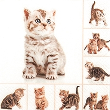 Süße Katzenbabys - Sweet kittens - Chatons doux