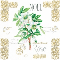 Christrose - Christmas Rose - Rose de Noël