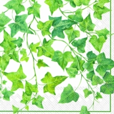 Efeuranken weiß - Ivy tendrils - Vrilles de lierre