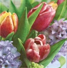 Duo aus Tulpen & Hyazinthen - Duo of tulips & hyacinths - Duo de tulipes & de jacinthes