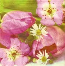 Blumenpracht pink, Tulpen - Flowers pink, tulips - Fleurs roses, tulipes