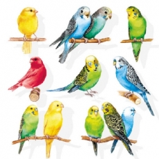 Bunte Vogelschar - Colourful birds - Colorful troupeau doiseaux