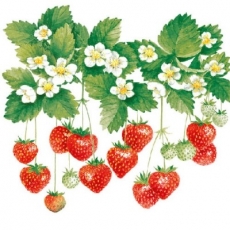 Leckere, pflückreife Erdbeeren - Tasty strawberries - Délicieuses fraises