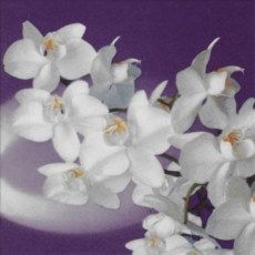 Weiße Orchidee - white Orchid - orchidée blanc