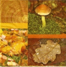 Pilze, Laub und Holz - Mushrooms, leaves and wood - Champignons, feuilles et le bois