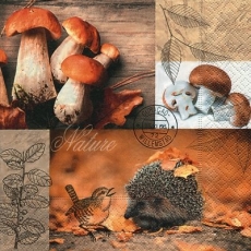 Igel, Vogel, Pilze, Laub - auf dem Waldboden - Hedgehog, bird, mushrooms, leaves, on the forest floor - Hérisson, oiseaux, champignons, feuilles, sur le sol de la forêt