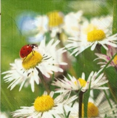Marienkäfer im Margeritenbeet - Ladybug & daisies - Coccinelle & marguerites