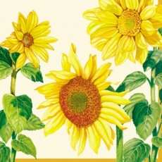 6 hübsche Sonnenblumen - 6 pretty sunflowers - 6 jolis tournesols