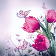 Tulpen und Schmetterlinge - Tulips and butterflies - Tulipes et Papillons
