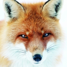 Hübscher Fuchs - Pretty fox - Renard joli