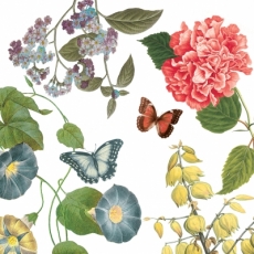 Blütenauswahl für die Schmetterlinge - Flower choice for the butterflies - Choix de fleurs pour les papillons