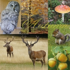 Eule, Rotwild, Eichhörnchen, Pilze & Eicheln im Wald - Owl, deer, squirrel, mushrooms & acorns in the forest - Hibou, cerfs, écureuils, des champignons et des glands dans la forêt