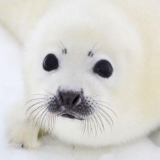 Baby-Robbe - Baby seal - Phoque de bébé
