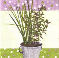 Topfpflanze mit lila Blüten - Potted plant with purple flowers - Plante en pot avec des fleurs pourpres