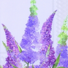 Flieder, Buddleja - Lilac, buddleia - Lilas