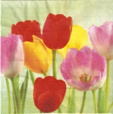 Buntes Tulpenfeld - Colourful tulip field - Champ de tulipes colorées