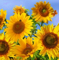 Bienen & Schmetterlinge im Sonnenblumenfeld - Bees & butterflies in a  sunflower field - Abeilles & papillons sur les tournesols
