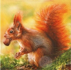 Eichhörnchen mit Eichel - Squirrel with acorn - Écureuil avec gland
