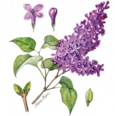 Duftender Flieder - Fragrant lilac - Lilacs Fragrant