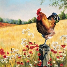 Hahn, Mohnblumen, Felder, Wald - Rooster, Poppies, Fields, Forest - Coq, coquelicots, champs, forêt