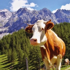 Alpen, Berge, Wiese, Alm, Kuh - Alps, mountains, meadow, pasture, cow - Alpes, montagnes, pré, pâturage, vache
