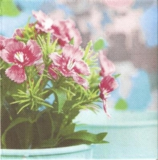 Hübsche Blume im Blumentopf - Pretty flower in flower pot - Jolie fleur au pot de fleurs