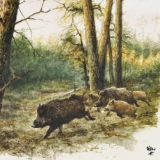 Wildschweinfamilie im Wald - Wild boar family in the forest - Famille de sanglier dans les bois