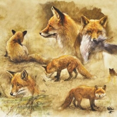 Schöner Fuchs - Pretty Fox - beau renard