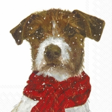Hund mit Schal - Dog with scarf - Chien avec foulard